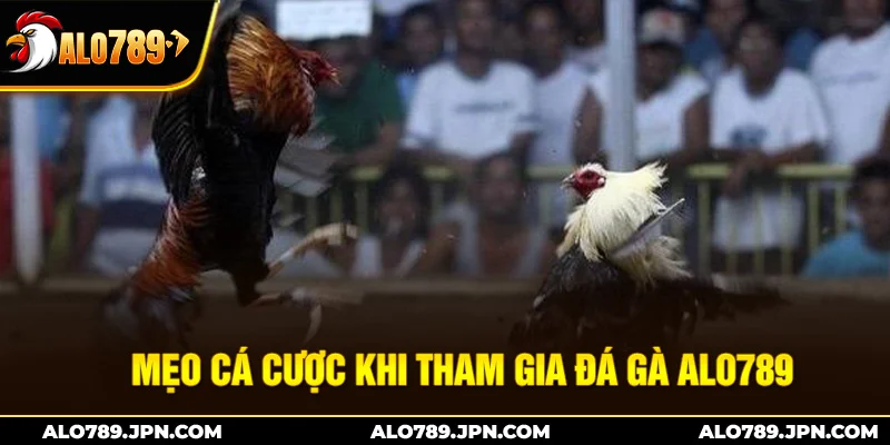 Đá Gà ALO789 – Sân Chơi Đỉnh Cao Cho Những Chiến Kê 3 Mẹo cá cược khi tham gia đá gà Alo789
